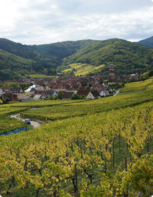 Photo d'un champ de vignes